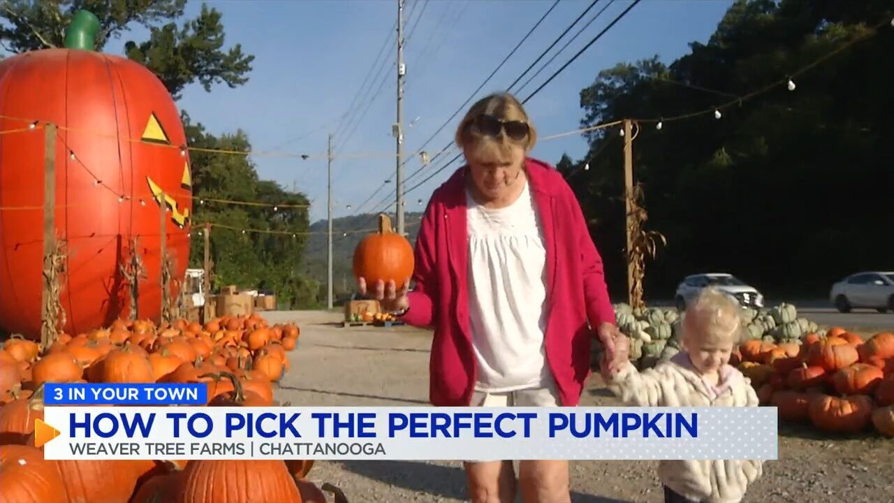 3 IN YOUR TOWN: Picking the perfect pumpkin